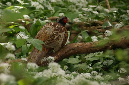 Birdie