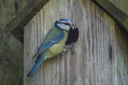 Birdie