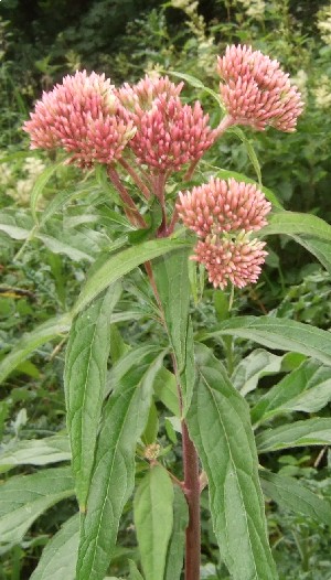 Hemp Agrimony