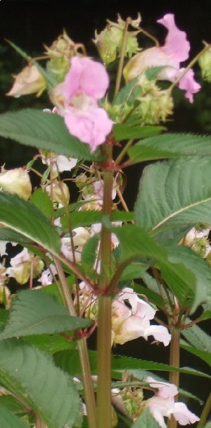 Indian Balsam